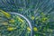 Dirt road bend in eucalyptus forest.