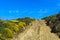 Dirt road with blossoming Genista cushions