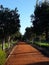 Dirt road bordered with lush trees