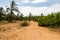 Dirt road and coconut palms near