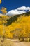 Dirt Road Through Colorado Aspen Forest In Fall