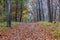 Dirt road completely covered by dry leaves surrounded by trees losing their greenish yellow foliage, deep perspective, autumn day