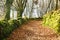 Dirt road covered by leaves surrounded by trees.