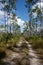 Dirt Road Cuts Through Tall Pines and Young Palms