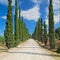 Dirt road & cypresses in Tuscany, Italy