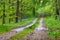 Dirt road in a deciduous forest. A forest path leading through a tall forest stand