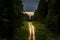 Dirt road through dense pine forest at sunset.