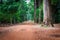 Dirt road through dense rainforest in Cambodia