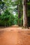 Dirt road through dense rainforest in Cambodia