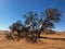 Dirt road in desert. Sand road to Sossusvlei Deadvlei. Lonely tree.