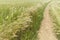 dirt road disappears into the background  in a field of ripe wheat ready to be harvested