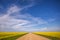 Dirt road dividing canola crops