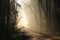 a dirt road through the early spring deciduous forest lit by morning sun in foggy weather oak trees covered with first leaves