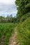 A dirt road on the edge of a cornfield