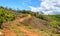 A dirt road in the eucalyptus production forest in Brazil.