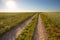 Dirt road in the field, going beyond the horizon. Sunbeam illuminates the fields of wheat.