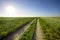 Dirt road in the field, going beyond the horizon. Sunbeam illuminates the fields of wheat.