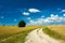 Dirt road through field, lonely tree, horizon and white clouds on blue sky