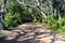 Dirt road in Florida with hammock trees