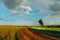 A dirt road among flowering spring fields.