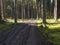 Dirt road, footpath at magic autumn spruce tree forest ground covered moss and beatiful light and shadows