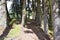 dirt road through the forest around Laguna Cuicocha, beautiful lagoon inside the crater of the Cotacachi volcano