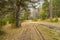 The dirt road in the forest, fine day in early autumn, track from the car, yellow leaves