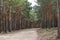 Dirt road between a forest of pines