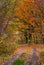 Dirt road in forest with reddish foliage