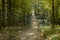 Dirt road through the forest on a sunny October day