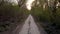 Dirt road in the forest of tall trees