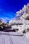 Dirt road with frosty white vegetation under a bright blue sky