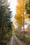 Dirt road with glowing aspen trees