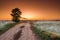 Dirt road with a golden sunrise haze, in the mist