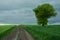 Dirt road through green fields, lonely big tree and cloudy sky