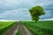 Dirt road through green fields and lonely large deciduous tree, horizon and dark clouds