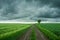 Dirt road through green fields and lonely tree, horizon and dark clouds