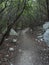 dirt road of hiking trail to Cala Goloritze in green forest with limestone rocks and mediterranean vegetation, Nuoro