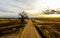 Dirt road intersection with lone tree