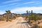 Dirt Road Joshua Tree