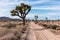 Dirt road, Joshua Tree National Park