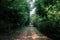 Dirt road in Koh Tean lush natural forest near Samui island in s