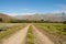 Dirt road between lavendar fields not in bloom