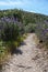 Dirt road between lavender and rockrose