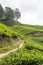 Dirt Road Lead To Tea Plantation