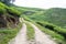 Dirt Road Lead To Tea Plantation