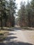 Dirt road leading through a forestry plantation