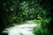 Dirt road leading into subtropical wilderness