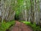 A Dirt Road Leads Through an Aspen Forest on top of Mt Graham