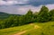 Dirt road leads in to the forest on overcast day